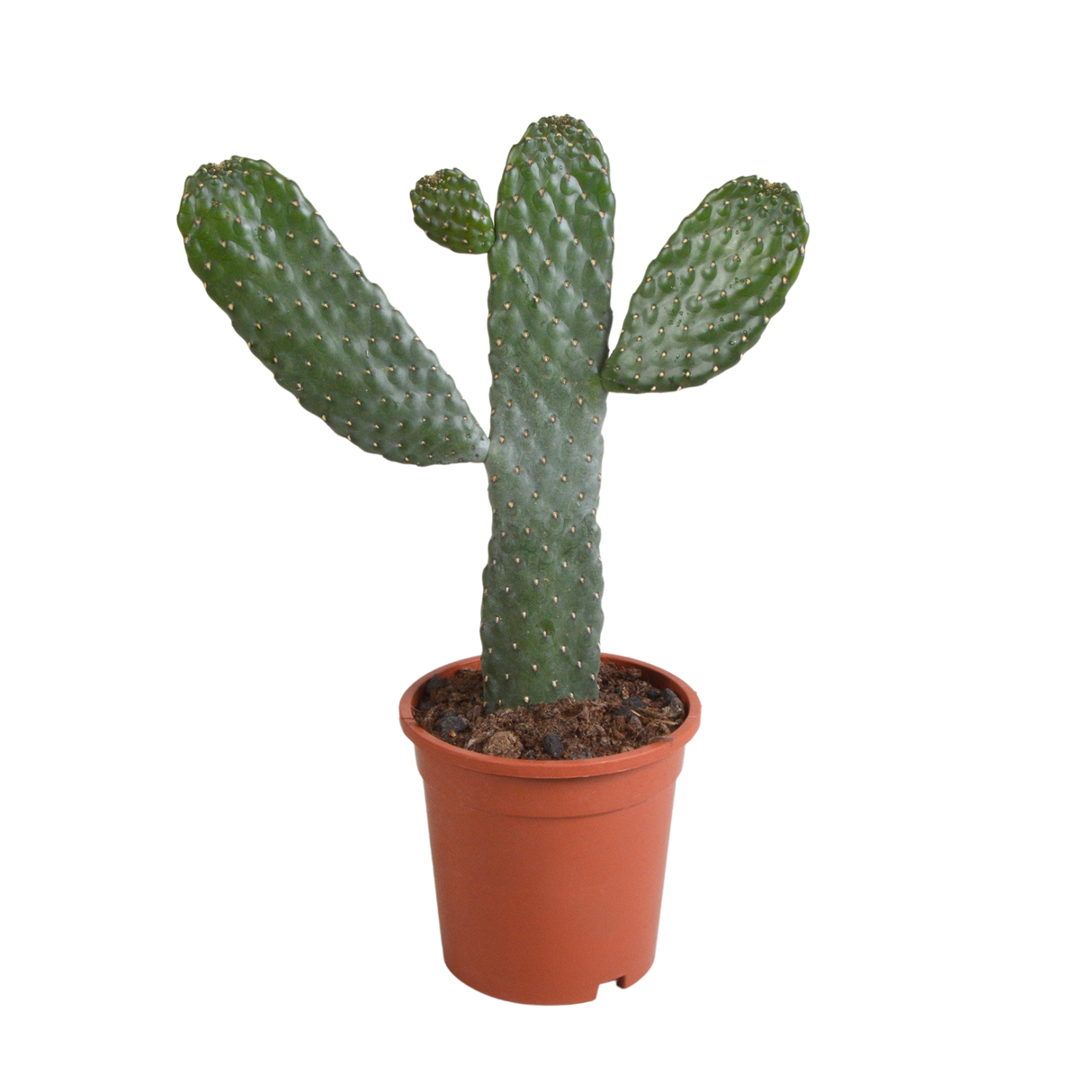 Opuntia consulea 17cm - plante d'intérieur cactus