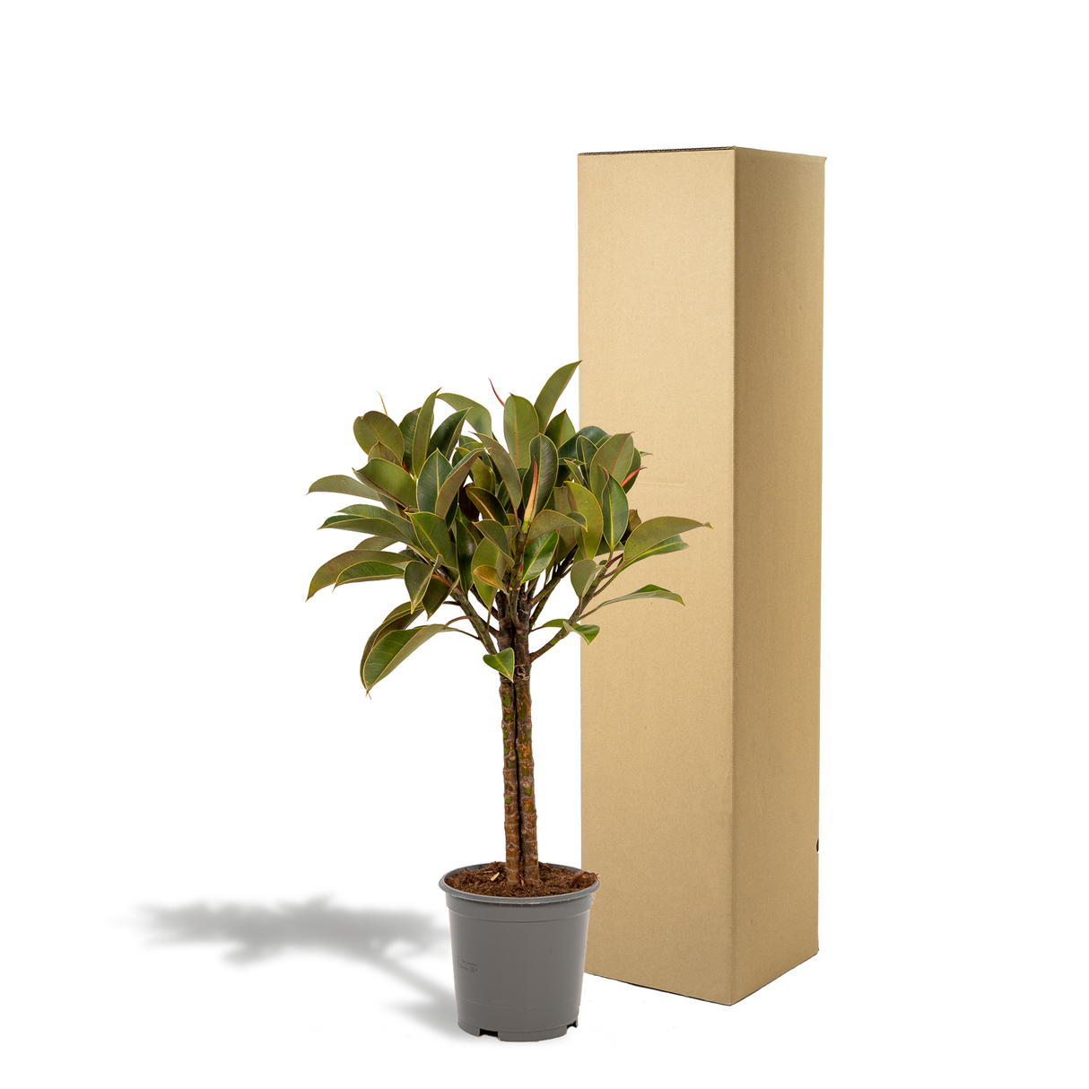 Ficus elastica Melany h90cm