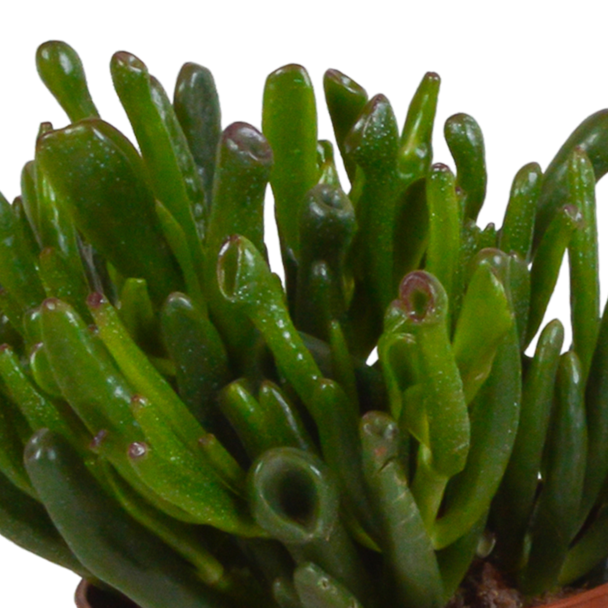Crassula-Box und ihre Terrakotta-Pflanzgefäße – Set mit 3 Pflanzen, H21 cm