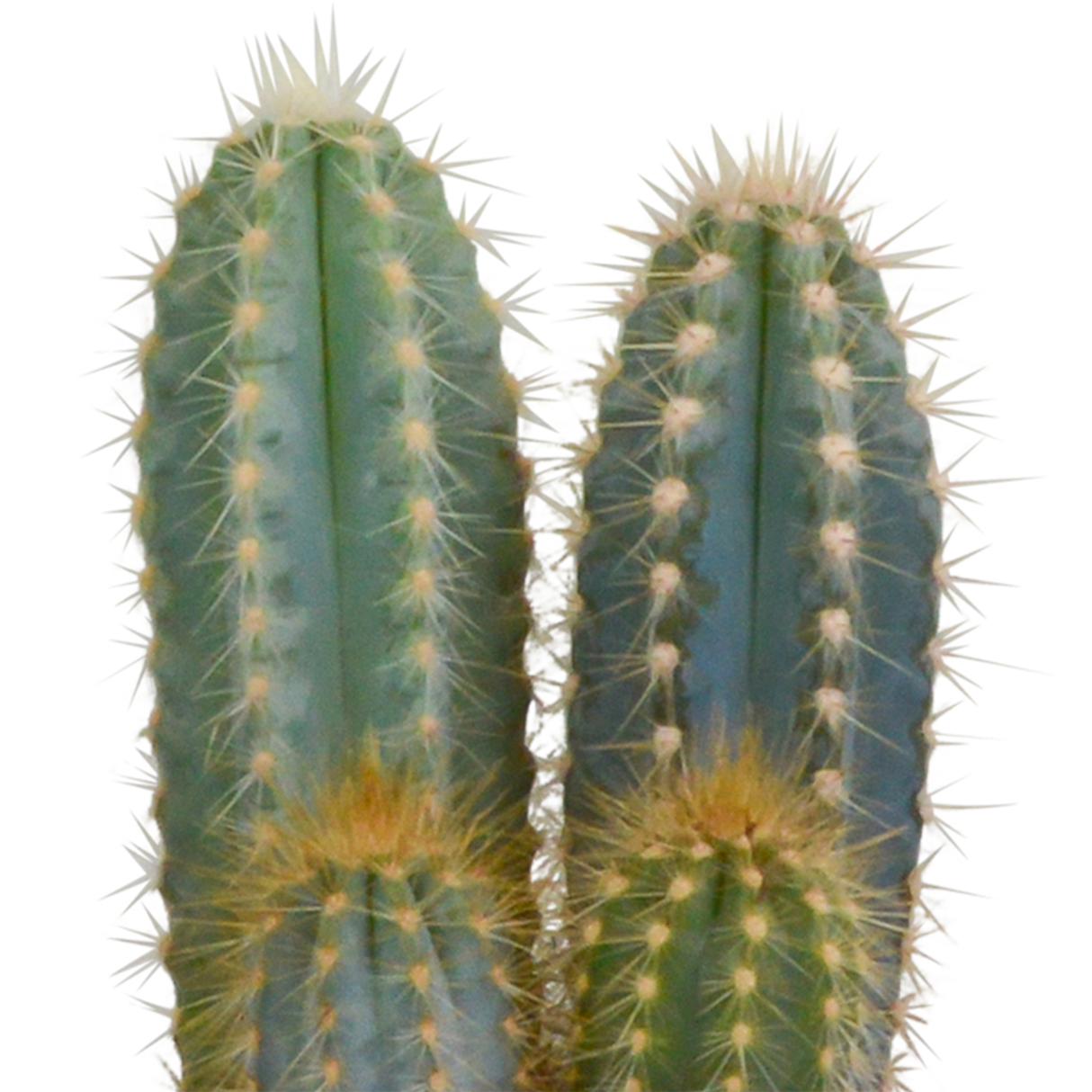 Kakteenkasten und seine weißen Pflanzgefäße – Set mit 3 Pflanzen, H23 cm