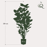 Polyscias Aralia plante artificielle - h105cm, Ø12cm