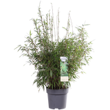 Fargesia rufa - ↨80cm - Ø29 - pianta da siepe
