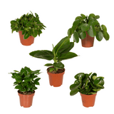 Box - Surprise indoor plants