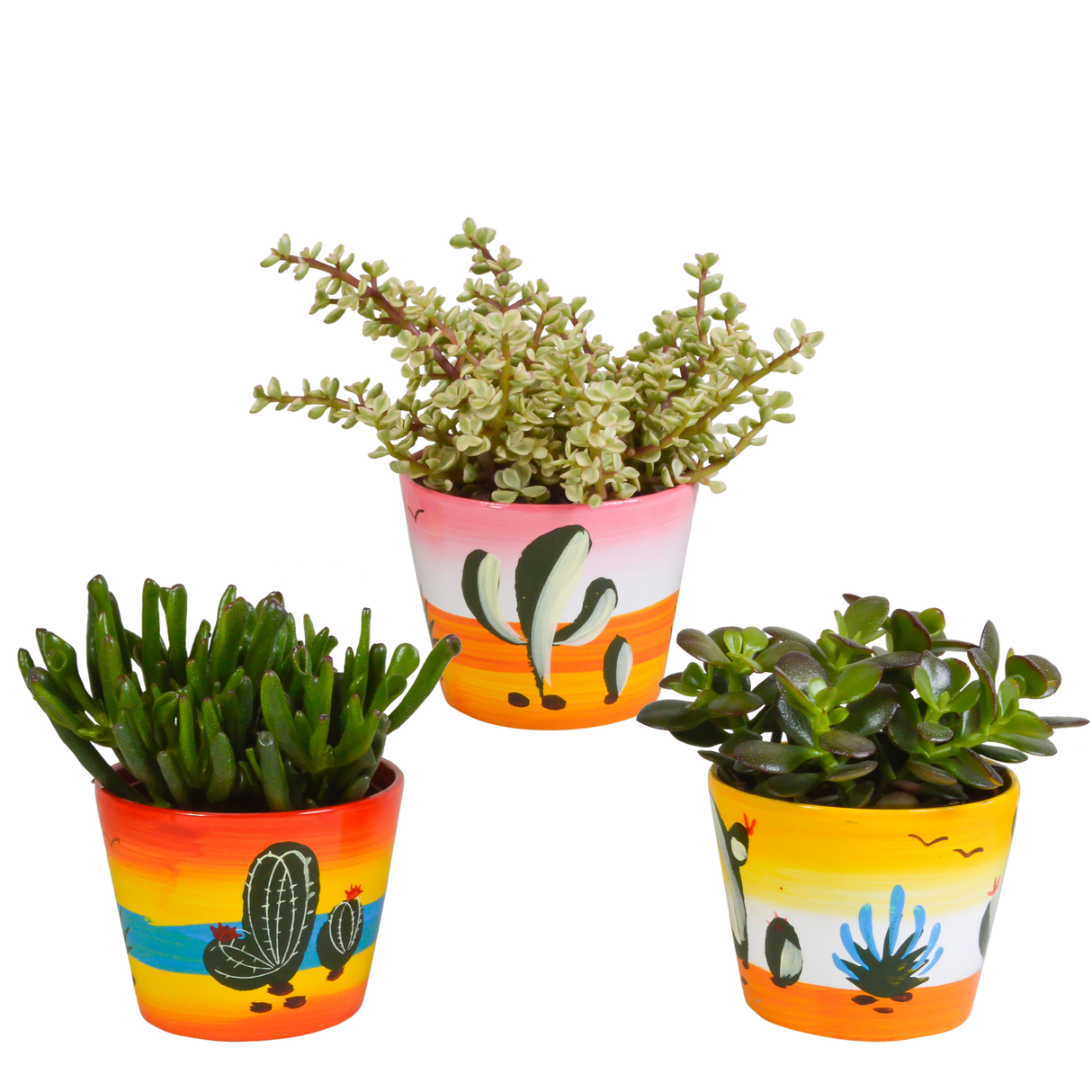Trio di Crassula e i loro vasi da fiori h21cm