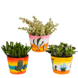 Trio di Crassula e i loro vasi da fiori h21cm