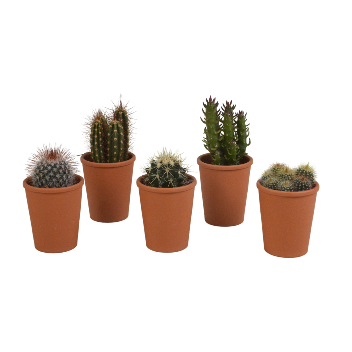 Cactus gaveæske - Sæt med 5 planter, h13cm