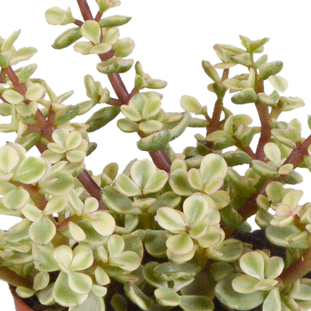 Crassula Ovata: Plante Succulente Facile à Cultiver pour Intérieur – La  Green Touch