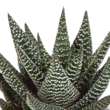 Scatola Gasteria, Haworthia e le sue fioriere in terracotta - Set di 3 piante, h18cm