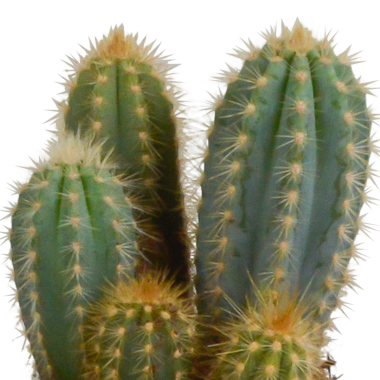 Coffret cactus et ses caches-pots blancs - Lot de 3 plantes, h23cm