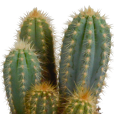 Kakteenkasten und seine weißen Pflanzgefäße – Set mit 3 Pflanzen, H23 cm