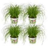 Erba gatta - Set di 4 piante - Confezione regalo