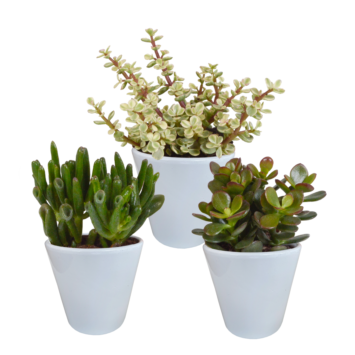 Scatola Crassula e le sue fioriere bianche - Set di 3 piante, h18cm