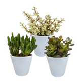 Crassula-Box und ihre weißen Pflanzgefäße – Set mit 3 Pflanzen, H18 cm