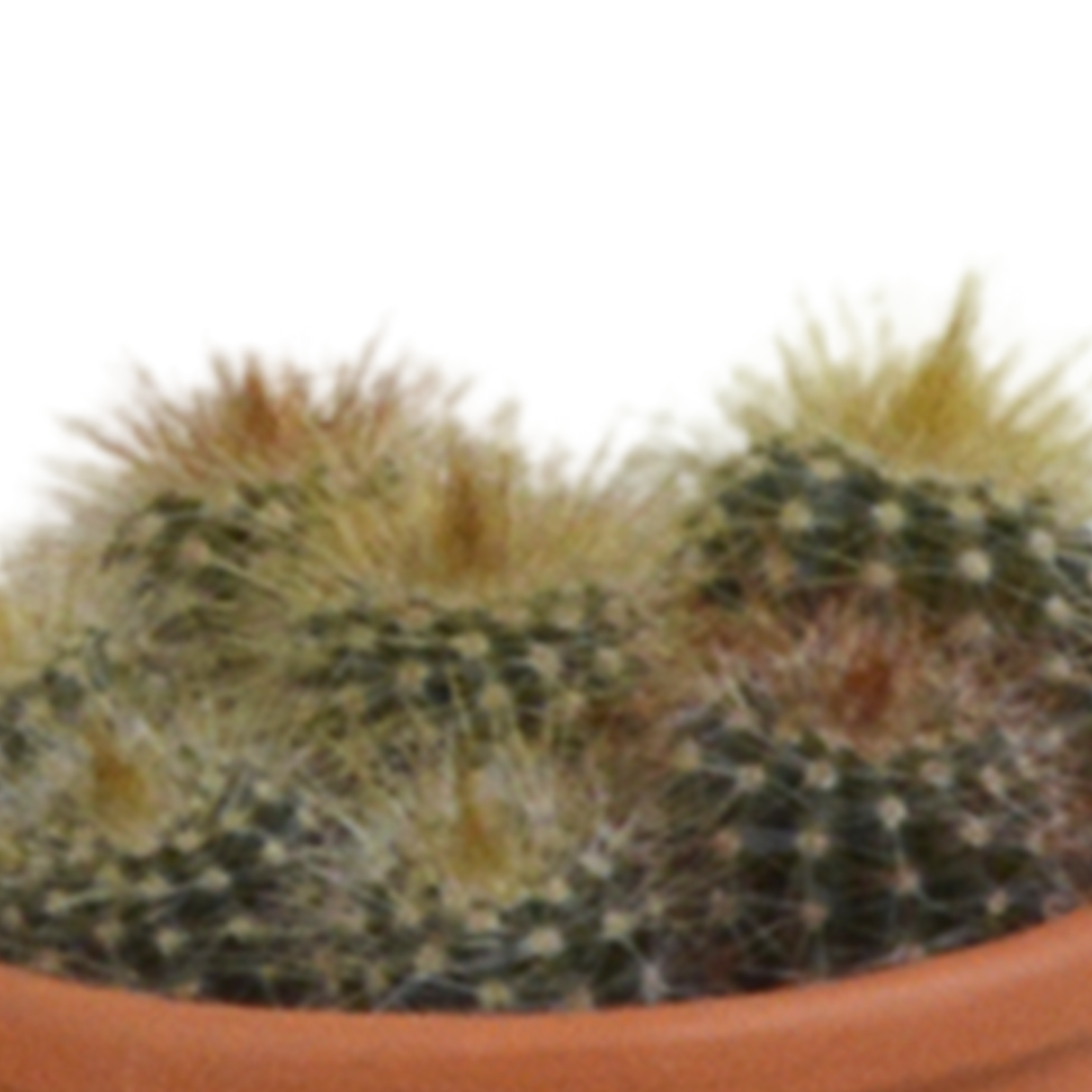 Confezione regalo cactus - Set di 5 piante, h13cm