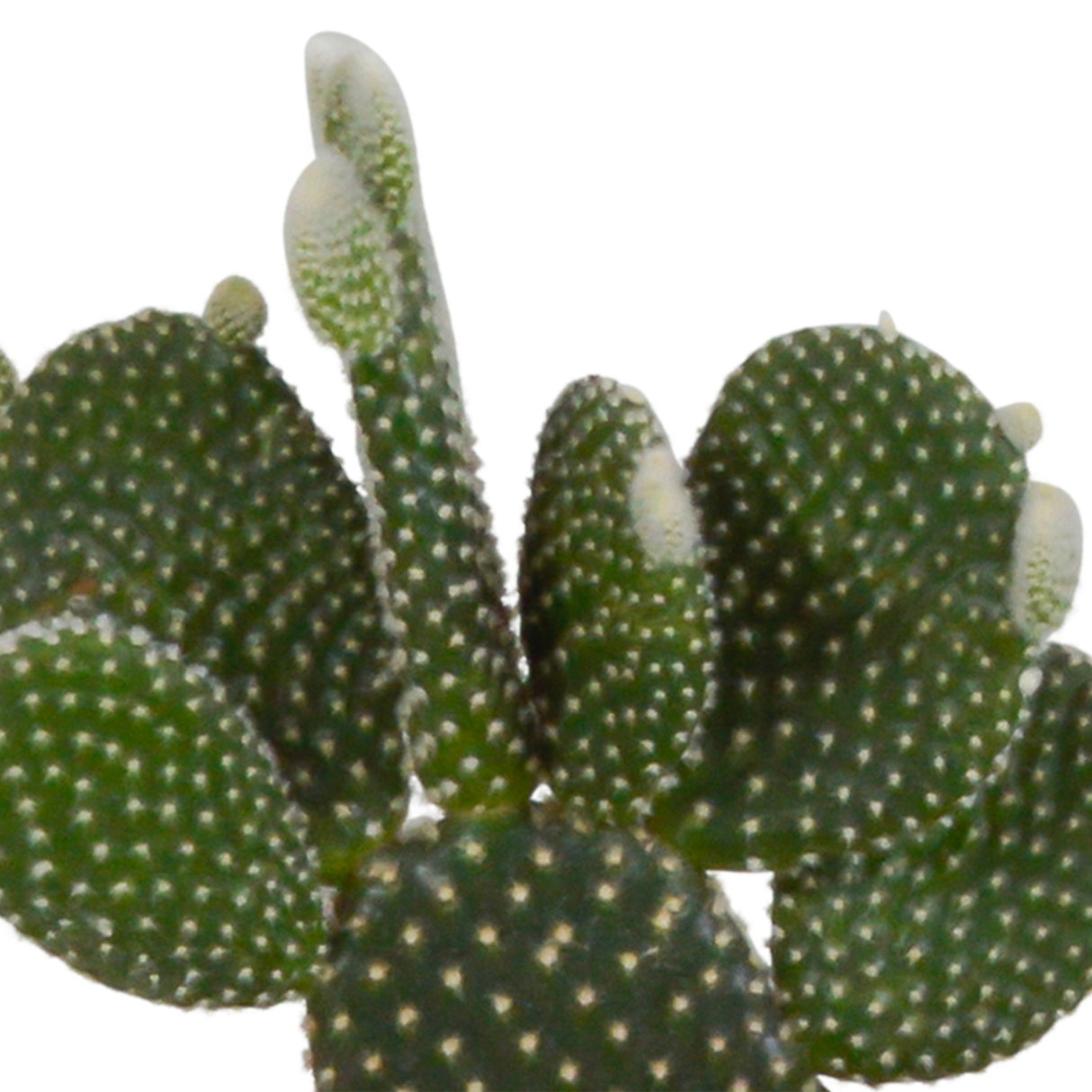 Scatola per cactus e fioriere bianche - Set di 3 piante, h23 cm