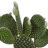 Kaktuskasse og dens hvide plantekasser - Sæt med 3 planter, h23cm