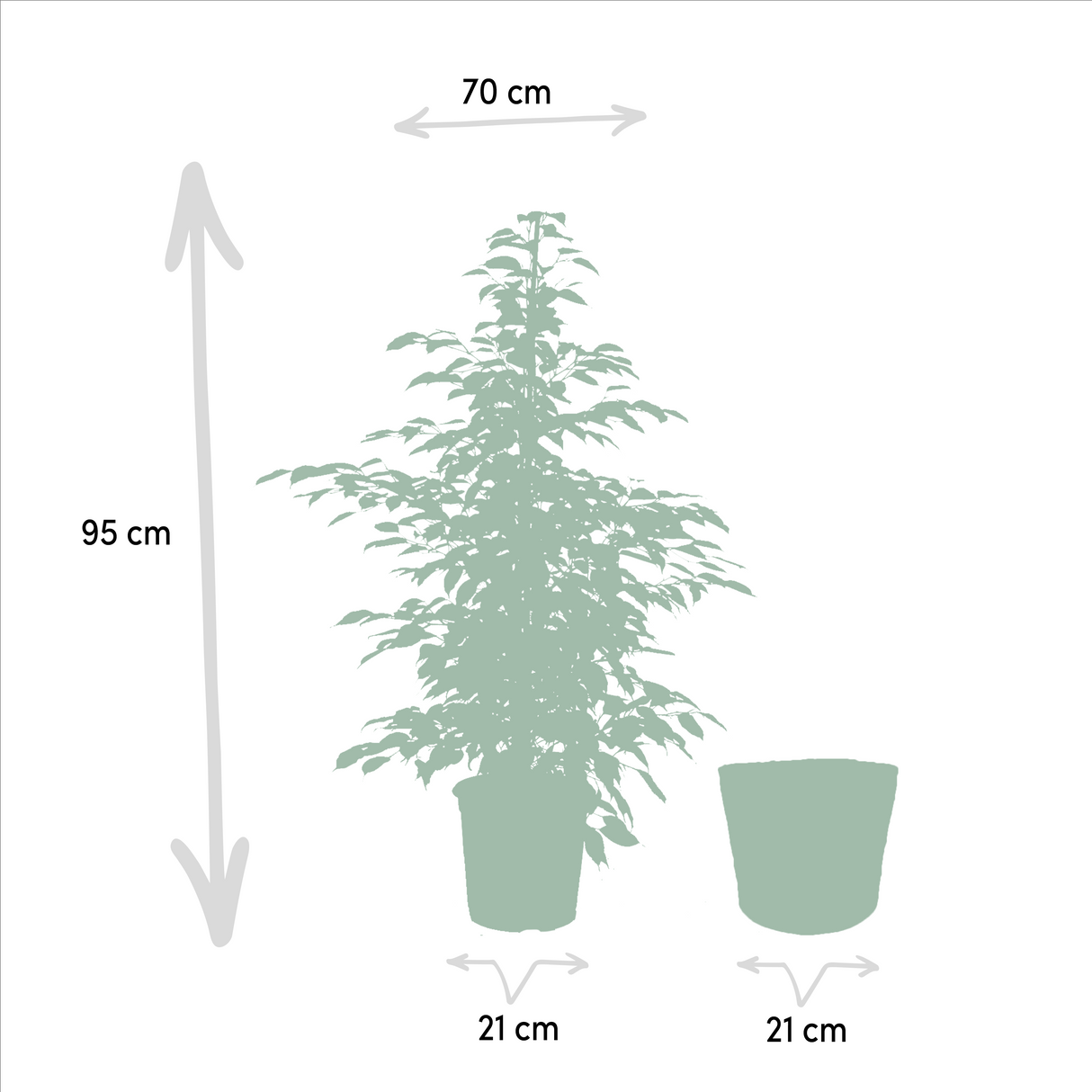 Trio de grands Ficus avec panier naturel foncé - Benjamina Danielle - Benjamina Twilight - Microcarpa Moclame h100cm