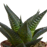 Gasteria box, Haworthia og dens hvide plantekasser - Sæt med 5 planter, h13cm