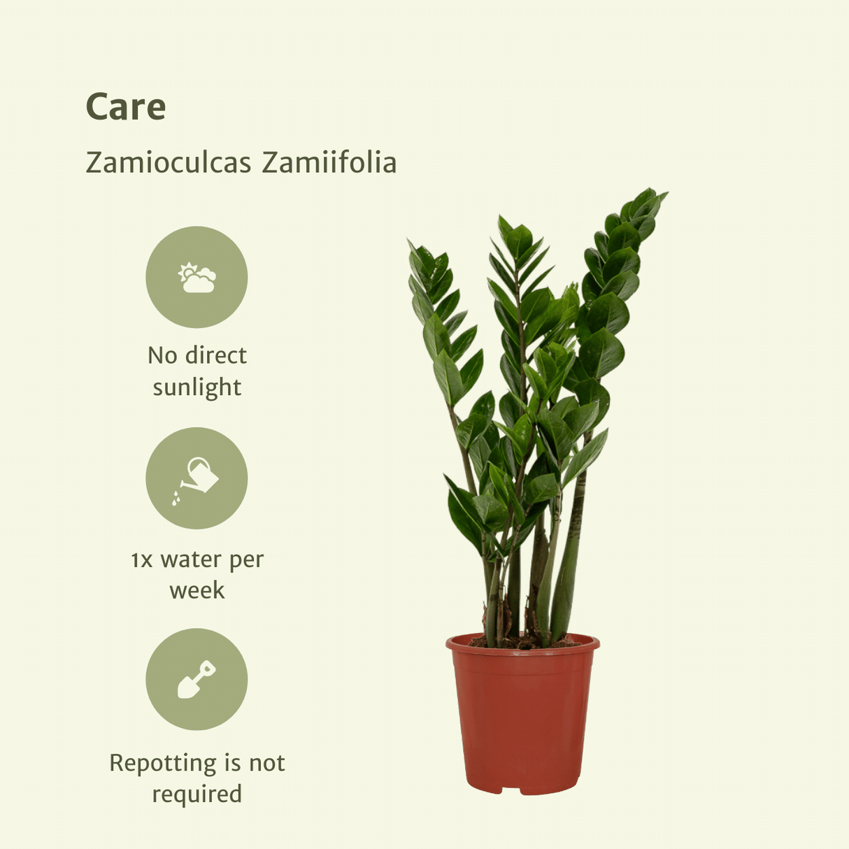 Zamioculcas Zamiifolia - Lot de 2