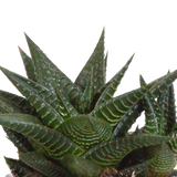Gasteria box, Haworthia og dens terracotta plantekasser - Sæt med 3 planter, h18cm