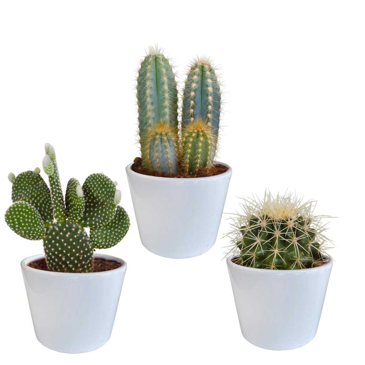 Coffret cactus et ses caches-pots blancs - Lot de 3 plantes, h23cm – La  Green Touch