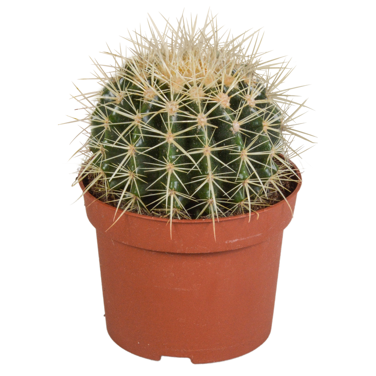 Echinocactus Grusonii - h20cm, Ø12cm - plante d'intérieur facile d'entretien