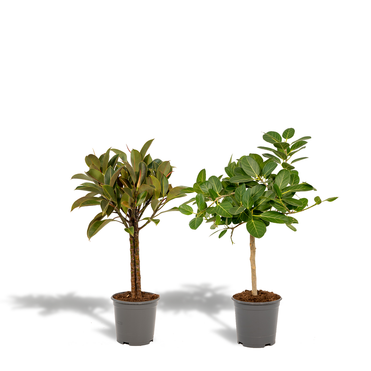 Confezione regalo Ficus - Set di 2 piante, h90cm
