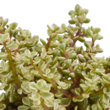 Crassula-Box und ihre Terrakotta-Pflanzgefäße – Set mit 3 Pflanzen, H21 cm