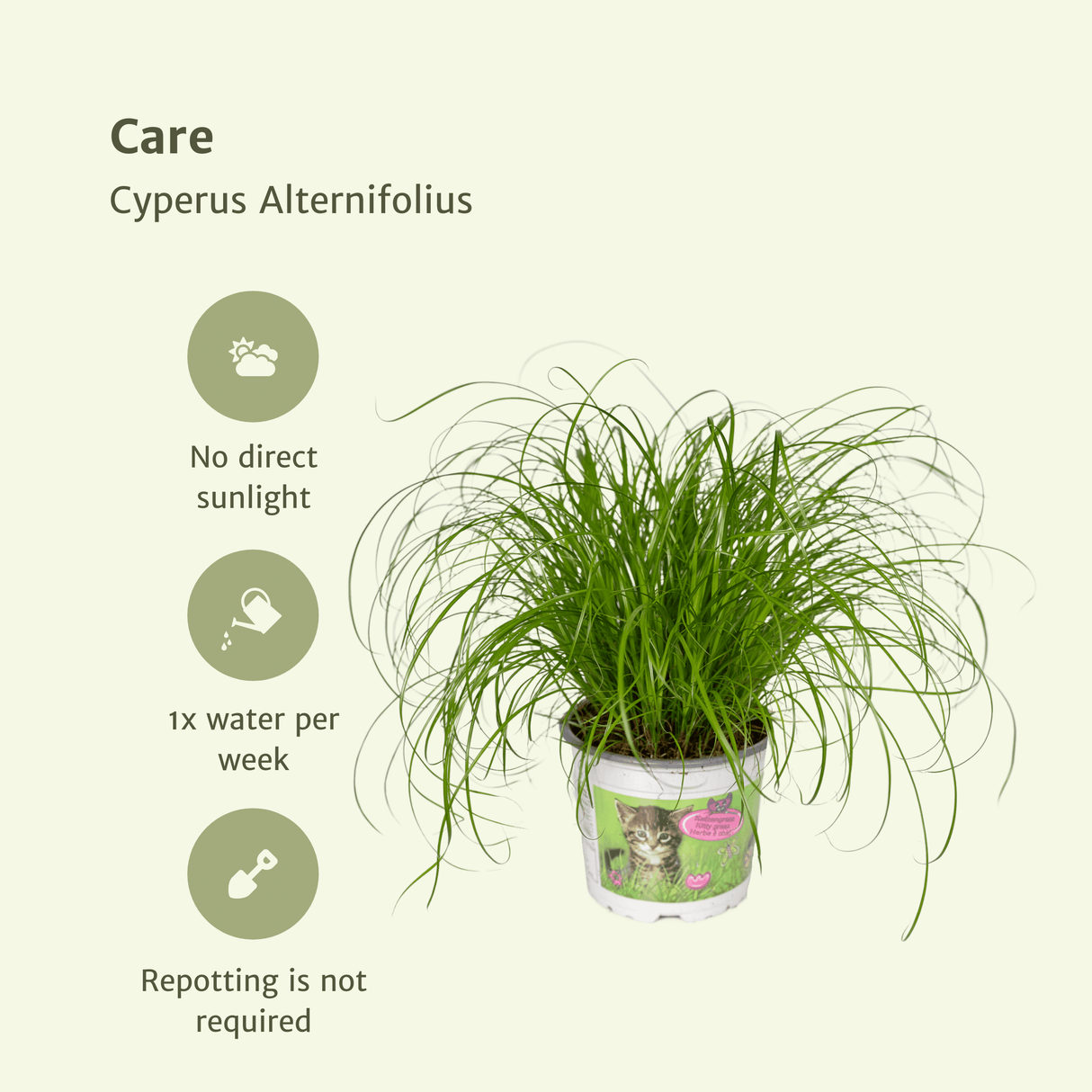 Le kit d'herbe pour chat pour dames 100% biologique. Liban