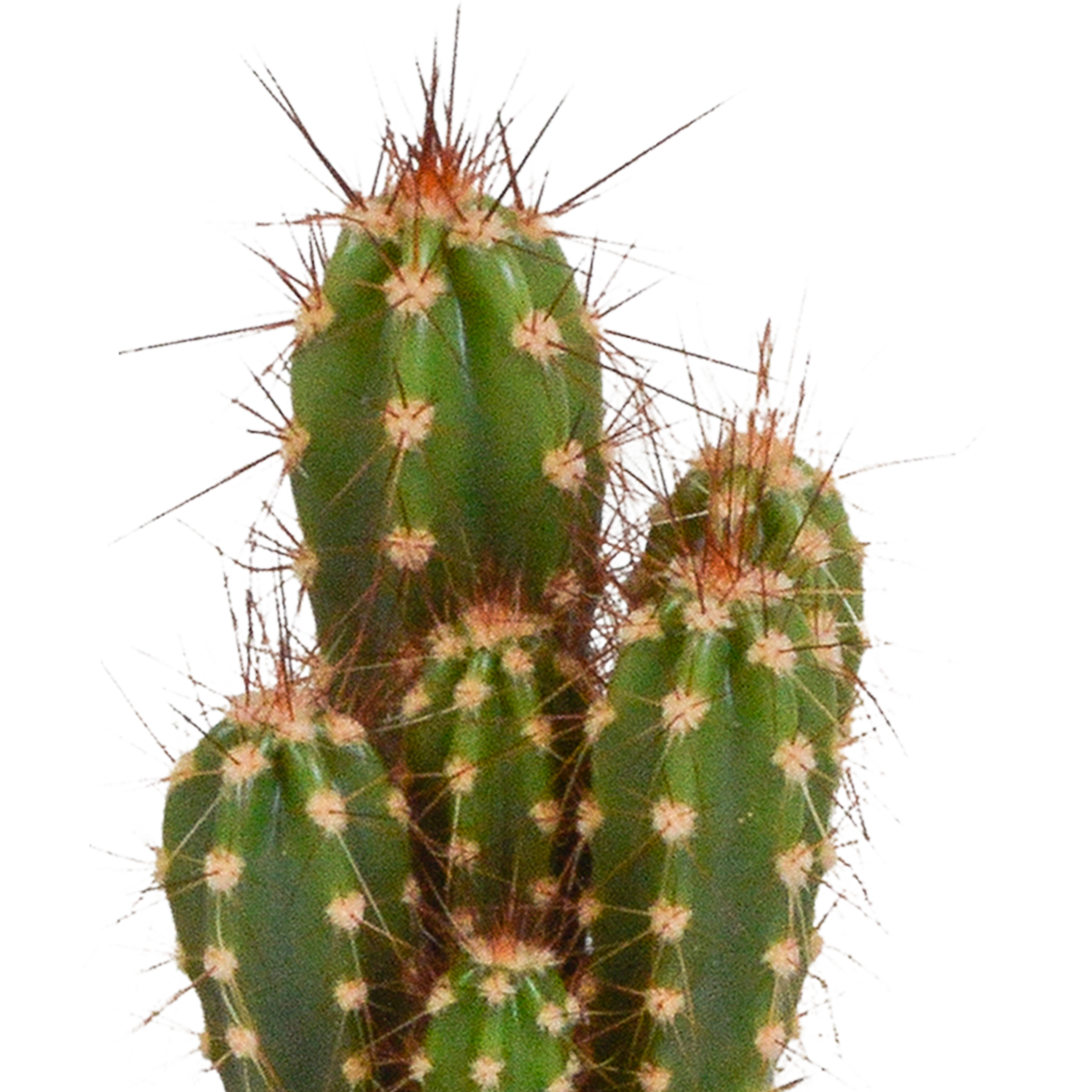 Coffret cactus et ses caches-pots blancs - Lot de 5 plantes, h40cm