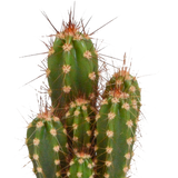 Coffret cactus et ses caches-pots blancs - Lot de 5 plantes, h40cm