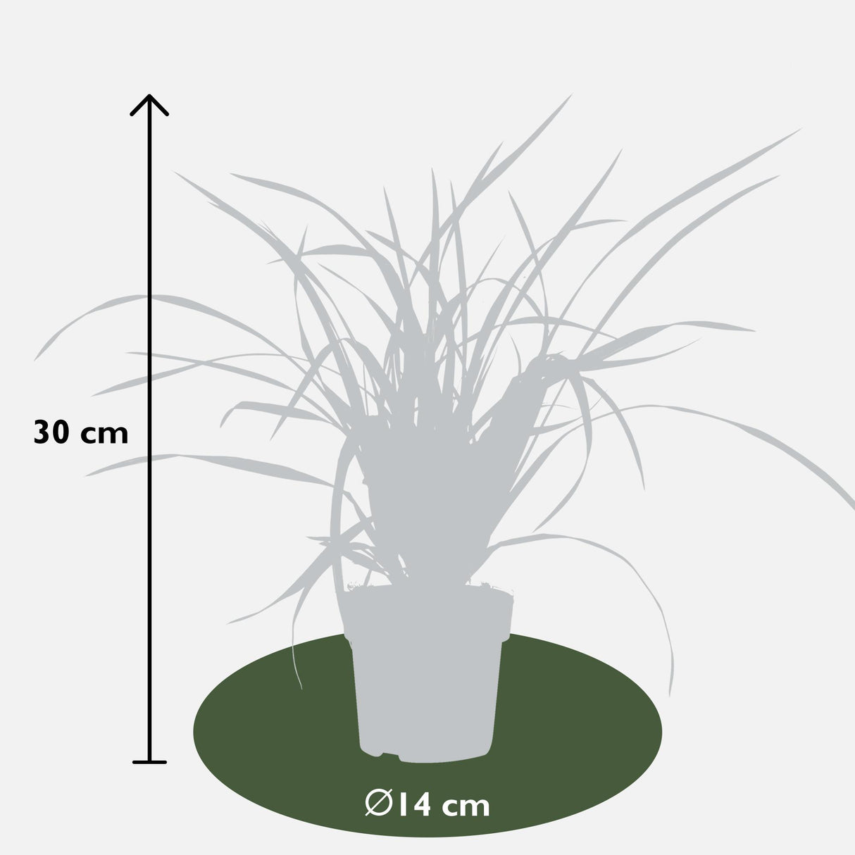 Carex morrowii 'Irish Green' - Lot de 3