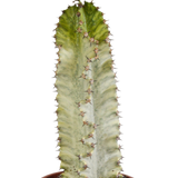 Euphorbia marmorata h40cm - cactus d'intérieur