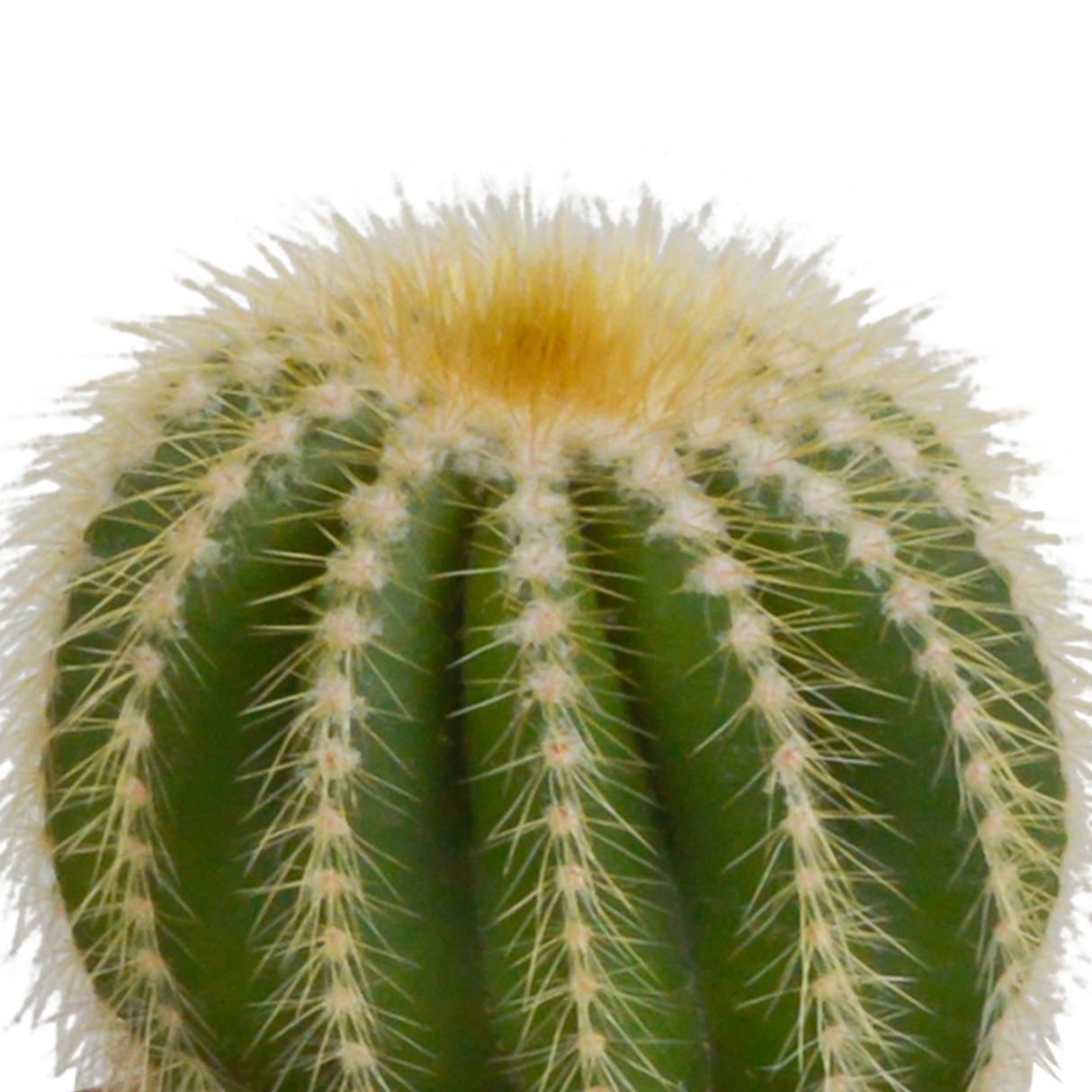 Kakteenkasten und seine weißen Pflanzgefäße – Set mit 3 Pflanzen, H16 cm