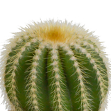 Caja de cactus y sus maceteros blancos - Juego de 3 plantas, h16cm