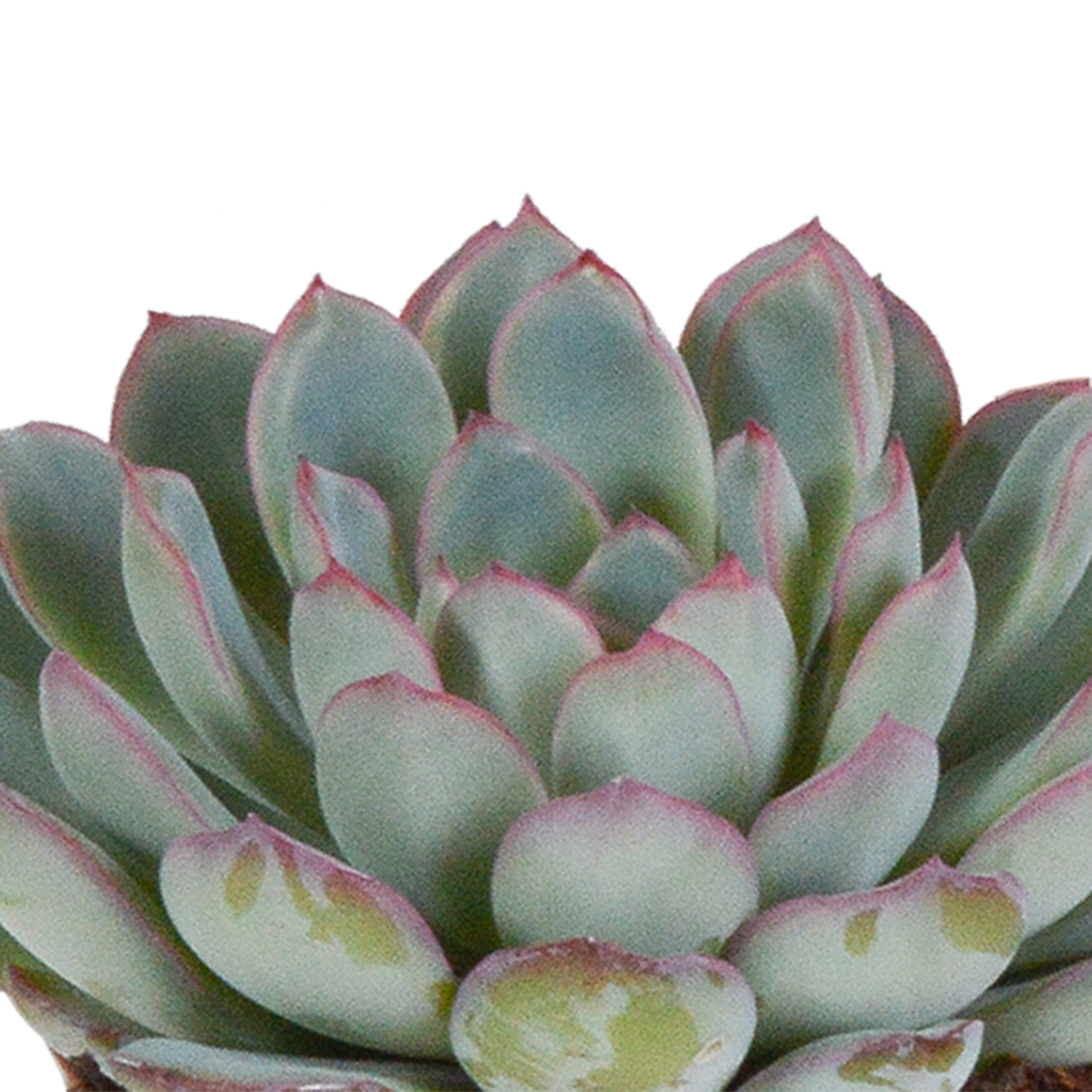 Trio di Echeveria e le loro fioriere bianche h15cm