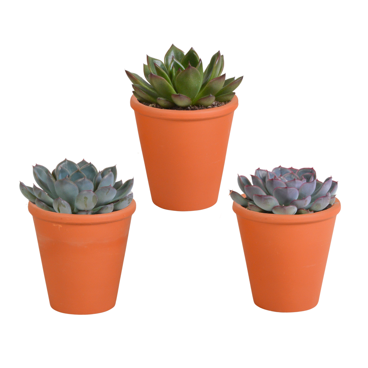 Trio di Echeveria e le loro fioriere in terracotta h15cm
