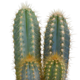 Kaktus gaveæske og terracotta plantepotter - Sæt med 3 planter, h18cm