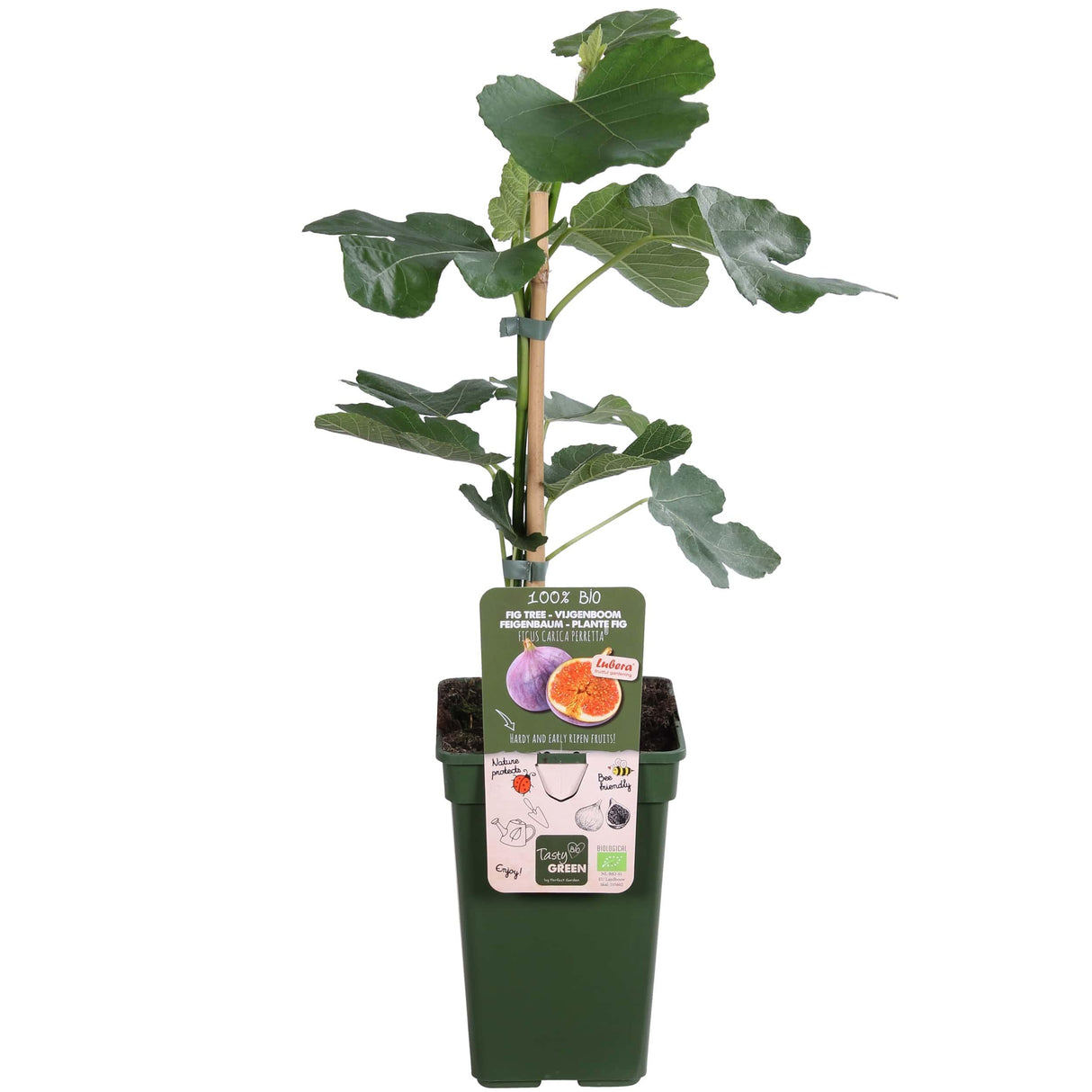 Ficus Gustissimo Perretta