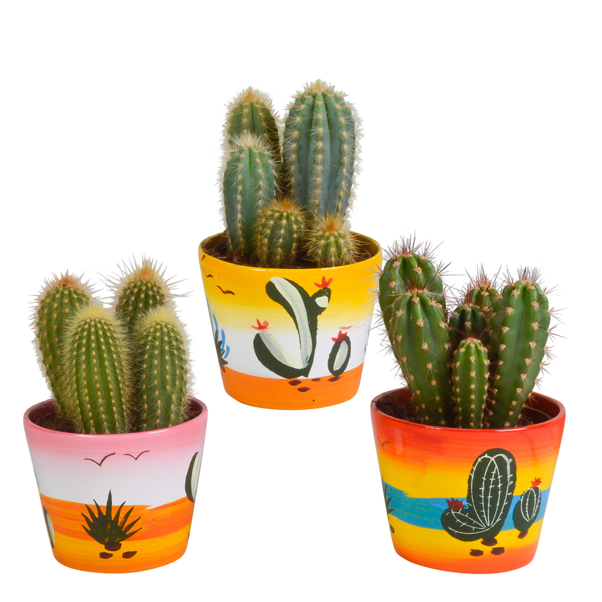 Trio di cactus e relativi vasi da fiori h23cm