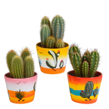 Trio de Cactus et leurs caches-pots h23cm