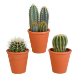 Coffret cadeau cactus et ses caches-pots terracotta - Lot de 3 plantes, h18cm