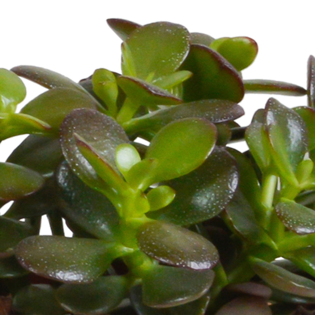Caja Crassula y sus maceteros blancos - Juego de 3 plantas, h21cm