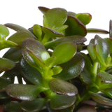 Crassula kasse og dens hvide plantekasser - Sæt med 3 planter, h21cm