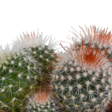 Coffret cactus et ses caches-pots blancs - Lot de 3 plantes, h16cm