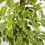 Ficus benjamina Golden King h95cm