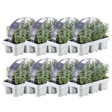 Lavendel angustifolia – 8 Packungen à 6 Stück