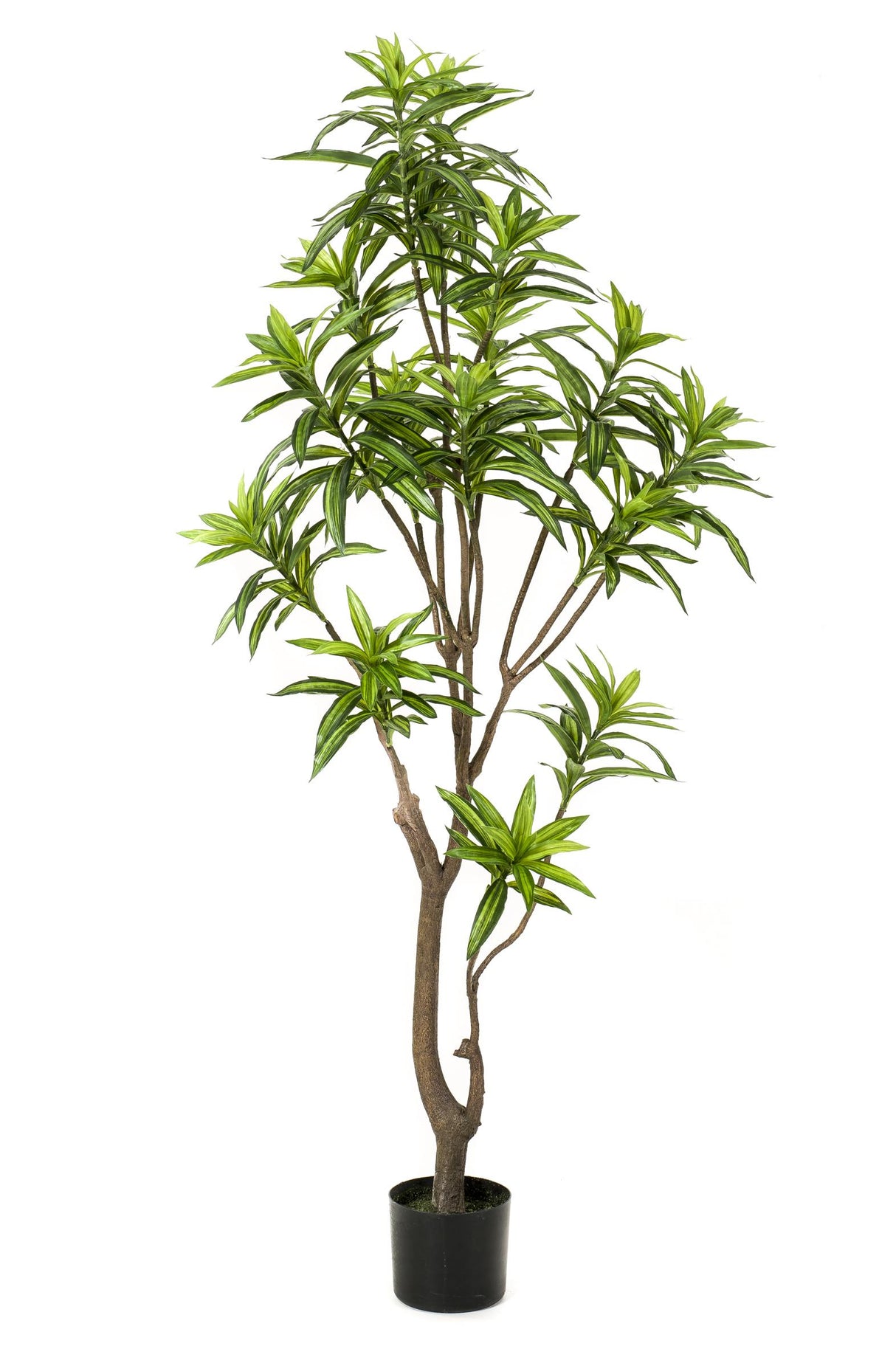 Dracaena plante artificielle - h160cm, Ø12cm