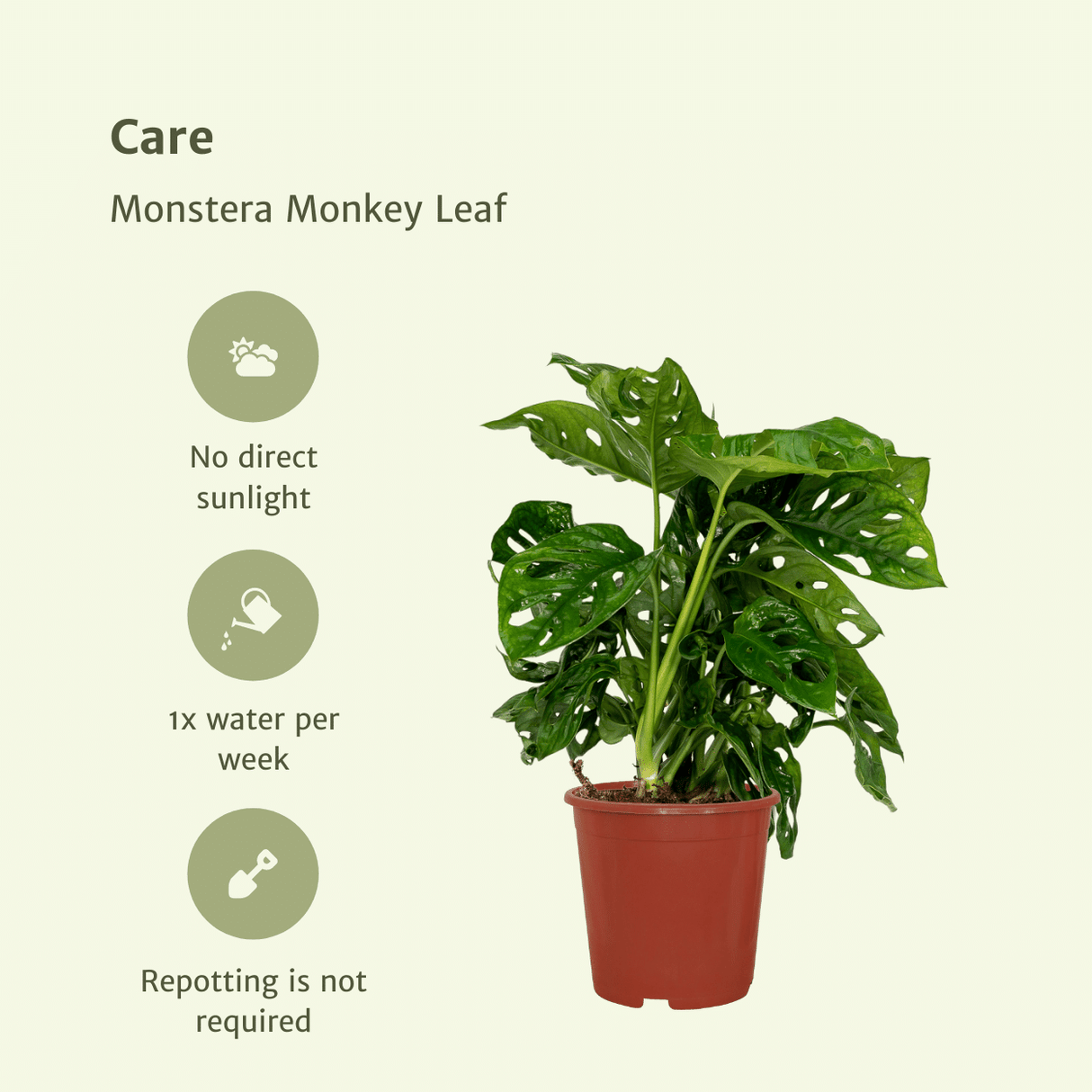 Monstera Monkey Leaf - Lot de 2