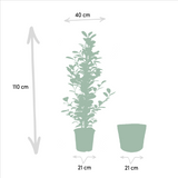 Trio de grands Ficus avec panier naturel foncé - Benjamina Danielle - Benjamina Twilight - Microcarpa Moclame h100cm